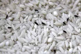 原来保存大米这么简单！仅需一招，放一年不发霉不生虫，简单实用图片