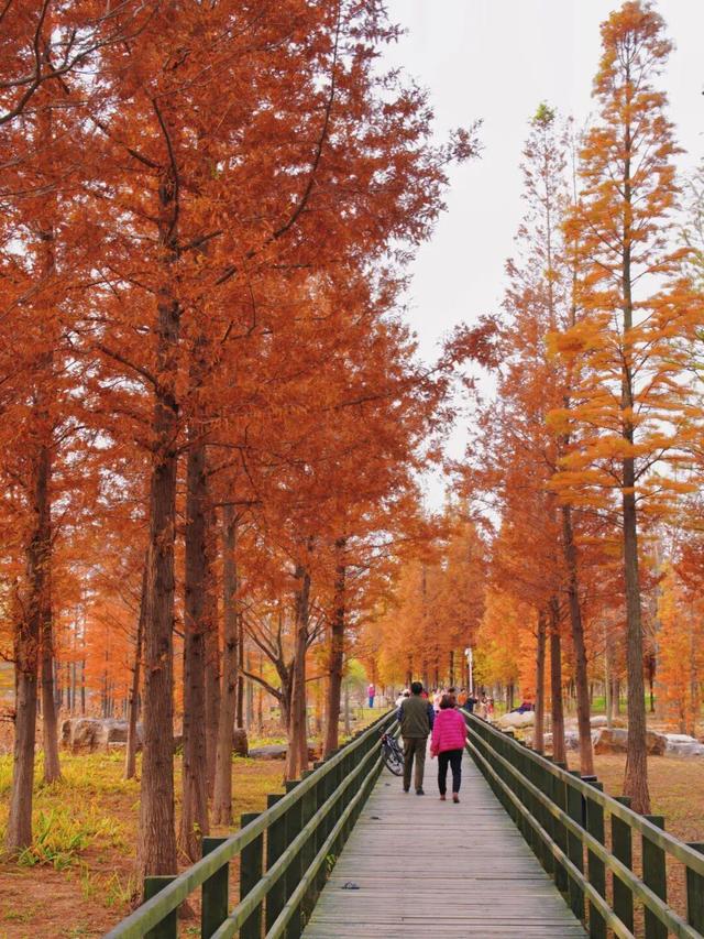 最新实拍！烟台鱼鸟河“顶级秋色”加载中