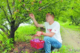 绝迹30年，“朱砂红”李子再“萌发”图片