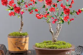 家里盆栽一棵长寿冠海棠，开花富贵，红红火火！图片