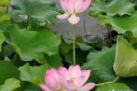 人的一切皆有定数图片