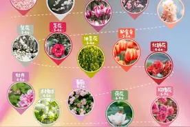 相约湖北，走花路！图片