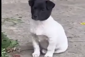 【趣闻趣事】狗狗：我这一生黑白分明……图片