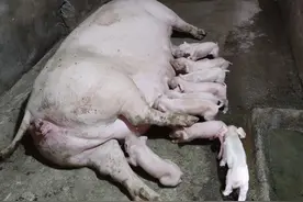 母猪产前产后不吃治疗思路及方案图片