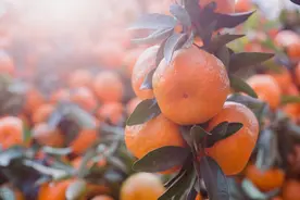 终于熟了！“远东柑桔之王”从江椪柑，其味酸甜适中，食后味浓甜图片