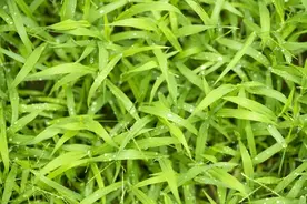 杂草都是宝！揭秘寄生野生植物“不老草”，男生补肾的秘密图片