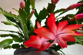 夏天来了，蟹爪兰是喜光还是喜阴，别搞错了，不然秋天没花看图片