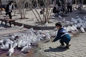 紫荆山公园白鸽火出圈！“落户”已二十余年，10月之后可能要说再见图片