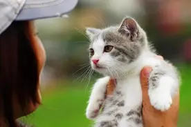 全网热议的“活剥猫皮”事件，男子身份被扒，父母银行高管在旁观图片