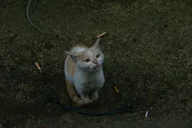 如果一只猫跑到您家门口，主动向您求助，你会选择置之不理吗？图片