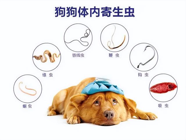 狗狗经常腹泻拉肚子是怎么回事？主人看看这个就知道了