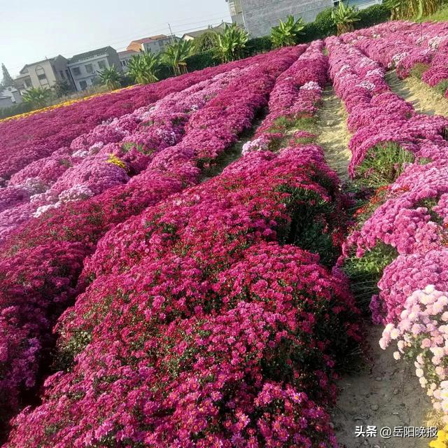 赏菊正当时！临湘市第六届菊花博览园正式开园