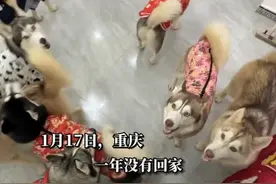 女子花5小时打包17只哈士奇回老家过年，当事人：全家人手一条，网友：带了一个拆迁队回家图片