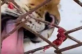 黑龙江一老虎舌头舔铁被冻住，舌头有“倒刺”的百兽之王也被冻图片