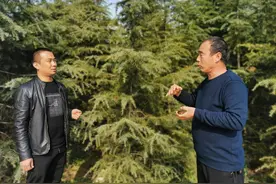 隆尧：苗木种植 绿了村庄富了村民图片