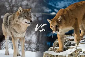 北美兽王争霸：狼群抢劫杀害美洲狮，美洲狮趁狼落单要它命图片