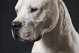 养狗不要养“杜高”，它曾撕咬泰迪，使其死亡图片