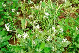 莱菔子，是孩子们的“脾胃福星”呀！(附菜谱）图片