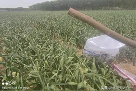 自制抽蒜苔工具，简单好用，不伤蒜图片