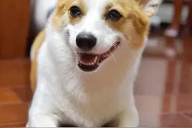 犬瘟热的症状有哪些？如何有效治疗犬瘟热？图片