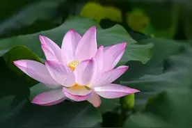 余生，顺其自然，不想太多图片