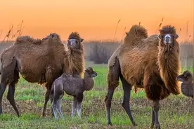 野公驼和家母驼要搞跨属恋爱，牧主却棒打鸳鸯，究竟为什么？图片