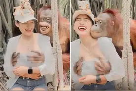 泰国动物园大猩猩以抚摸年轻女子并亲吻走红网络图片