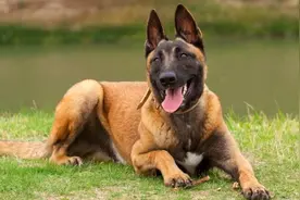 盘点十种搜救犬品种，拉布拉多上榜图片