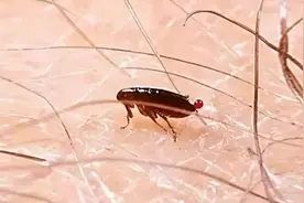家里有跳蚤怎么办，要怎么防治？图片