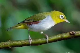 为什么不建议养绣眼鸟图片