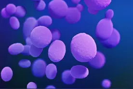 念珠菌感染生殖器官的表现图片