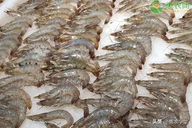 市场上的基围虾是淡水养殖还是海水养殖？竹节虾有什么区别？图片