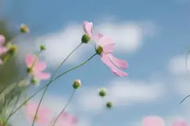 春天的呼唤图片