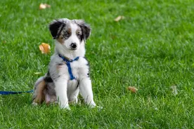 不小心被狗咬了？请这样做！附上城区犬类狂犬病免疫点图片