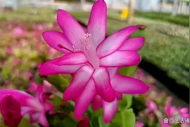 蟹爪兰多长时间浇一次水？分季节浇对水，开成“花瀑布”图片