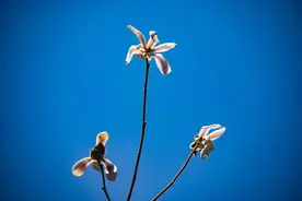 致自己：走着走着，半生已过图片