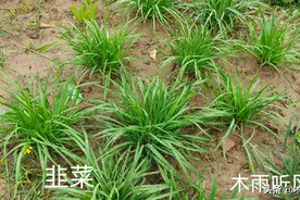 韭菜追肥，是用人粪尿好还是用草木灰好？两种肥料怎样使用？图片