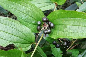 农村有一种野草，人称“牛尾菜”，晒干煲猪足是一绝，价值非常高图片