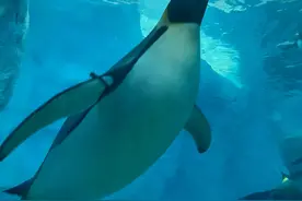 珠海长隆海洋王国可以带食物吗？图片