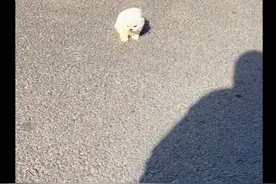 一阵大风吹过来，狗狗被吹倒还在地上连翻好几个滚，心疼又好笑！图片