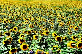 向日葵的绽放与枯萎图片