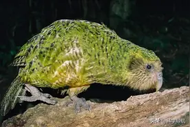 世界上十大珍稀动物，看一眼少一眼，国宝大熊猫竟排不上号!图片