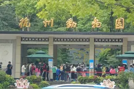 杭州往事—动物园出逃的不止豹，还有狼！图片