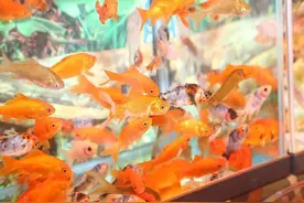 如何判断金鱼是否怀孕图片