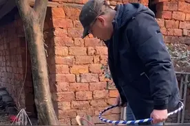 嘲讽主人的猪？猪的智商比你想象的要高图片