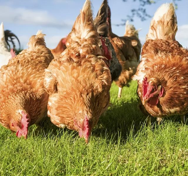 氨基酸微量元素螯合物在畜禽营养上的应用