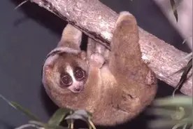 这猴子可爱的外表下，竟是一口毒牙，还会模仿眼镜蛇...图片