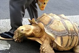 男子上山捡到乌龟，养了7年发现有问题，警方赶到将乌龟带走图片