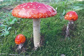 真菌家族的“绝命毒师”——毒蘑菇图片