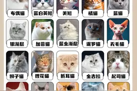 养猫不迷路！20种常见猫咪优缺点大揭秘！不玻璃心能接受的再养！图片